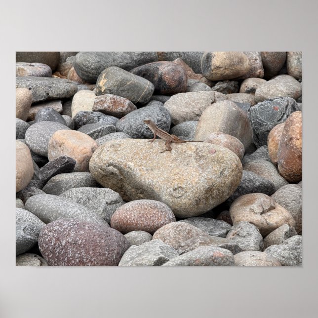 Gecko on the Rocks bitte Poster (Vorne)