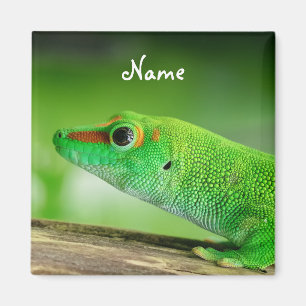 Gecko - Phelsuma grandis Magnet