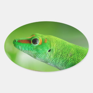 Gecko - Phelsuma grandis Ovaler Aufkleber