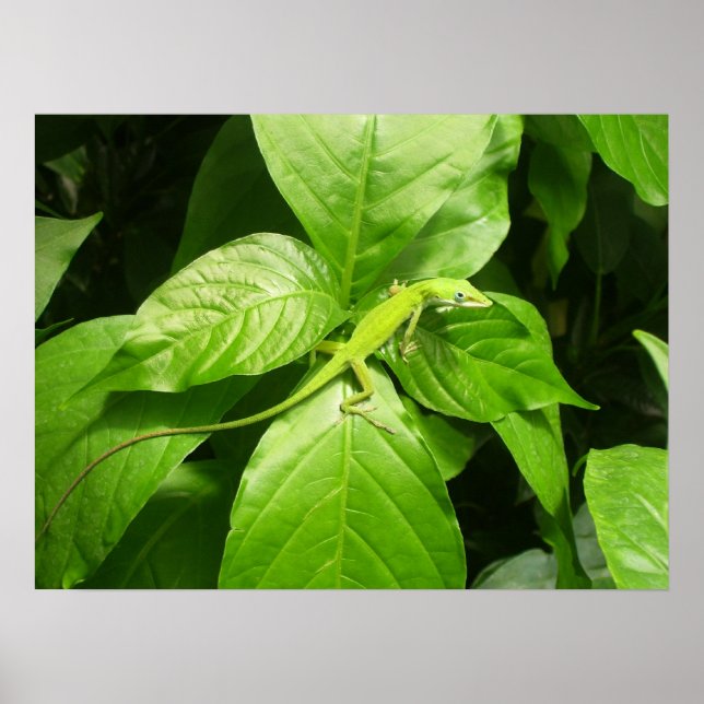 Gecko Poster (Vorne)