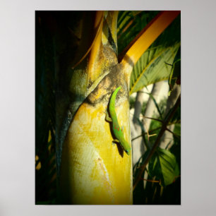 Gecko-Poster Poster