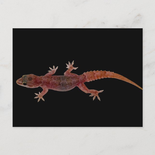 Gecko Postkarte (Vorderseite)