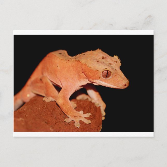 Gecko Postkarte (Vorderseite)