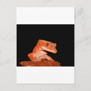 Gecko Postkarte