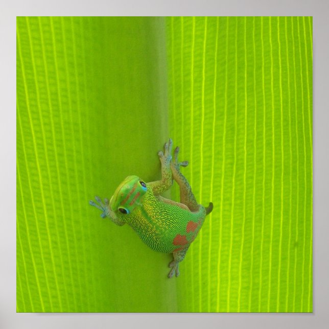 Gecko Print Poster (Vorne)