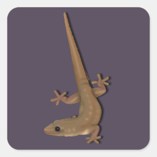Gecko Quadratischer Aufkleber
