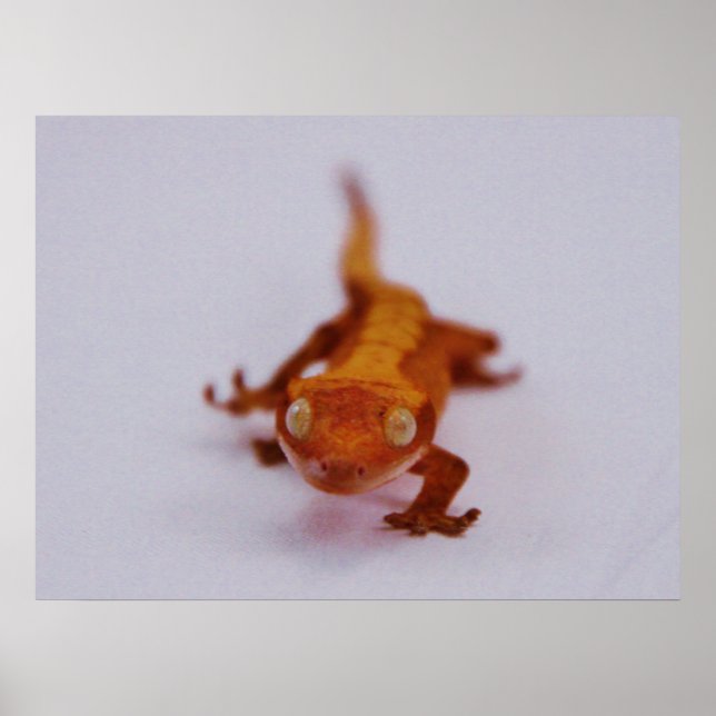 Gecko-Schließung Poster (Vorne)