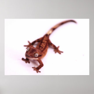 Gecko-Schöpfer Poster