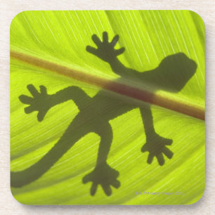 Gecko Untersetzer