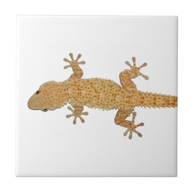 Geckoeidechse Fliese (Vorderseite)