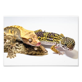 Geckos Fotodruck