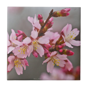 Gedämpfte rosa japanische Kirschblüten Kachel