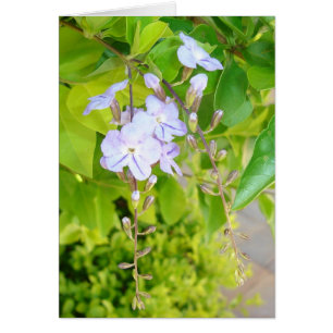 Gedanken des Frühlinges v2