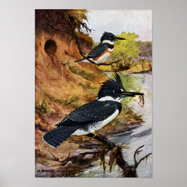 Gedichtete Kingfischarten und ihr Nesttunnel Poster (Vorne)