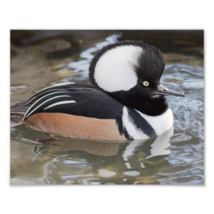Gedruckte Merganser Fotografie