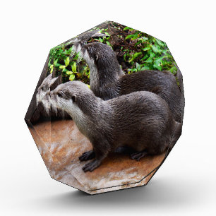 **"Geduld am Wasser: Zwei kleine graue Otters Fotoblock
