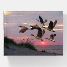 GEECE ÜBER DEN DÜNEN