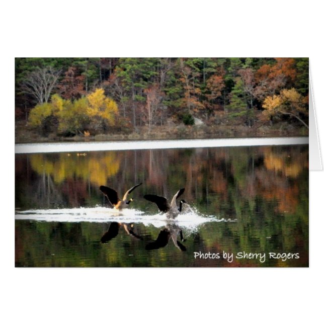 ~Geese auf Clayton Lake~ (Vorderseite (Horizontal))