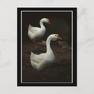 Geese City Park New Orleans Postkarte