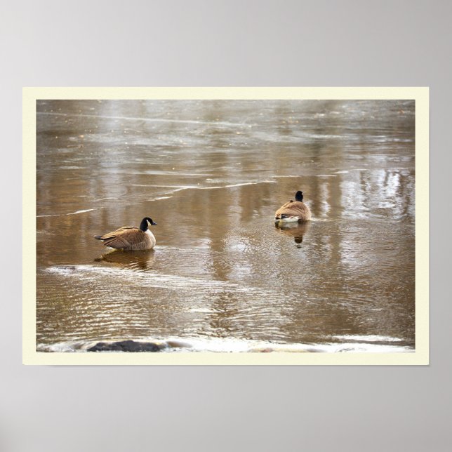  Geese in Icy Creek Poster (Vorne)