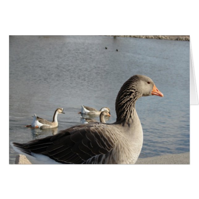 Geese in the Park (Vorderseite (Horizontal))
