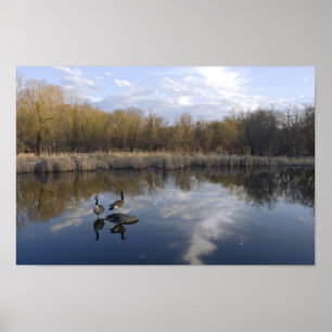 Geese Perch im Park von West Saint Paul Poster