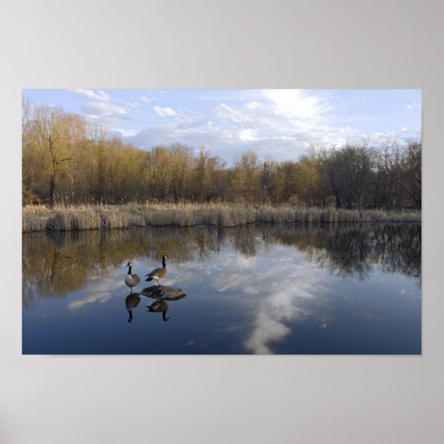 Geese Perch im Park von West Saint Paul Poster (Vorne)
