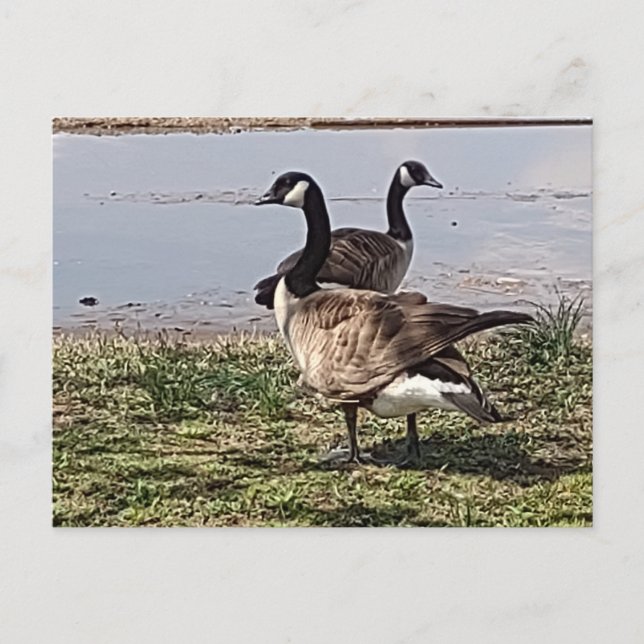 GEESE Postcard Postkarte (Vorderseite)