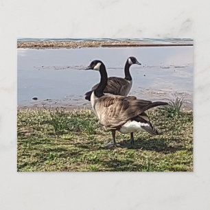 GEESE Postcard Postkarte
