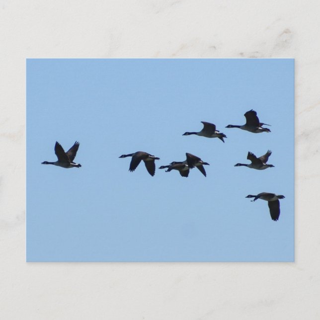 Geese Postkarte (Vorderseite)