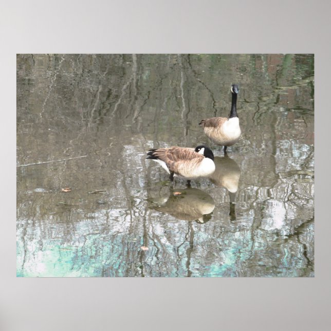 GEESE REFLECKS POSTER (Vorne)