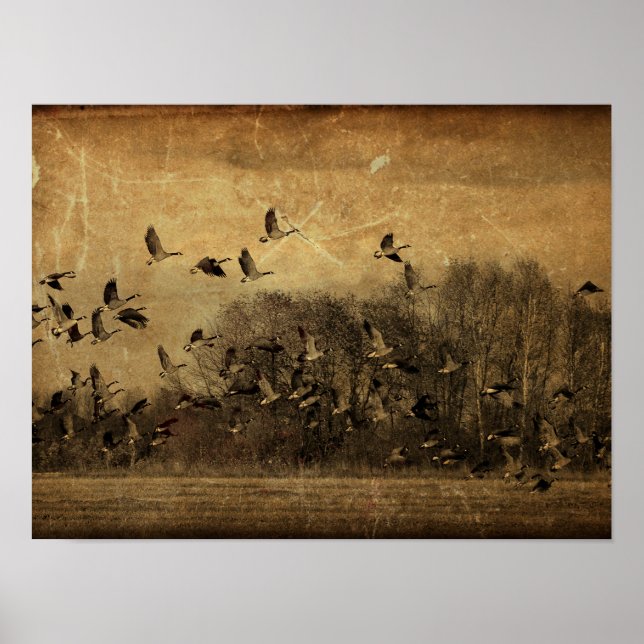 Geese Vintage Antique Sepia Wildlife Textur Poster (Vorne)