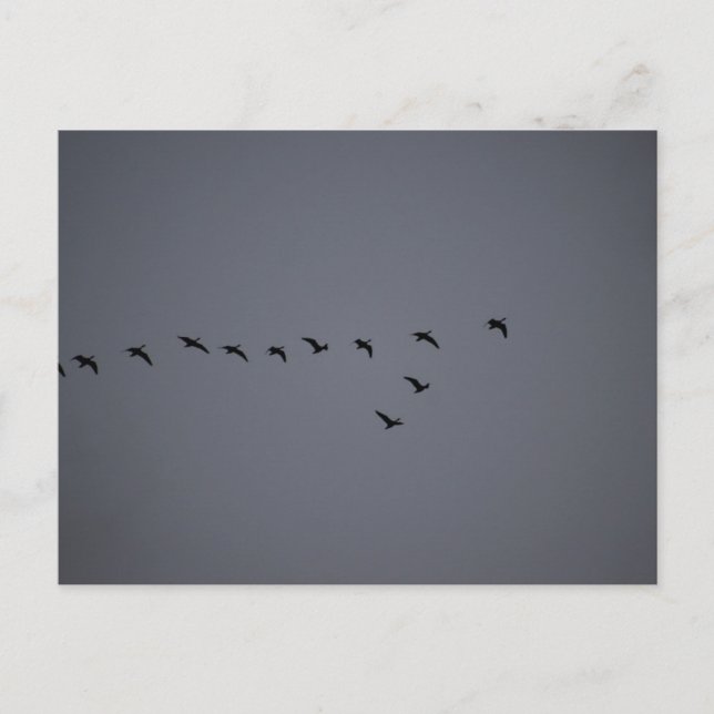 Geese's  postkarte (Vorderseite)