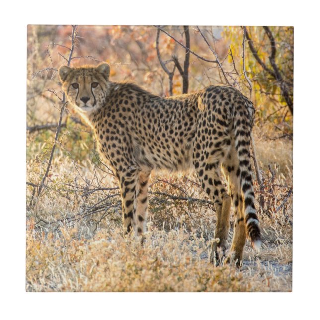 Geetah-Blick Fliese (Vorderseite)