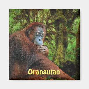 Gefährdete Orangutans Red Apes Wildlife Art Magnet