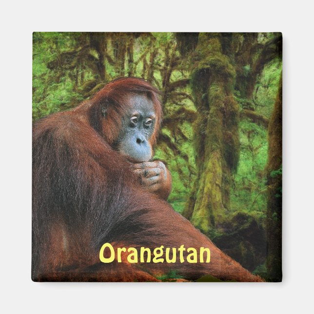 Gefährdete Orangutans Red Apes Wildlife Art Magnet (Vorne)