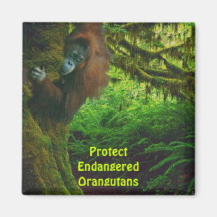 Gefährdete Orangutans Red Apes Wildlife Art Magnet