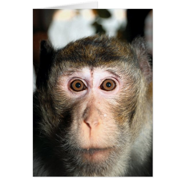 gefährdete Regenwaldreifen (Vorne)