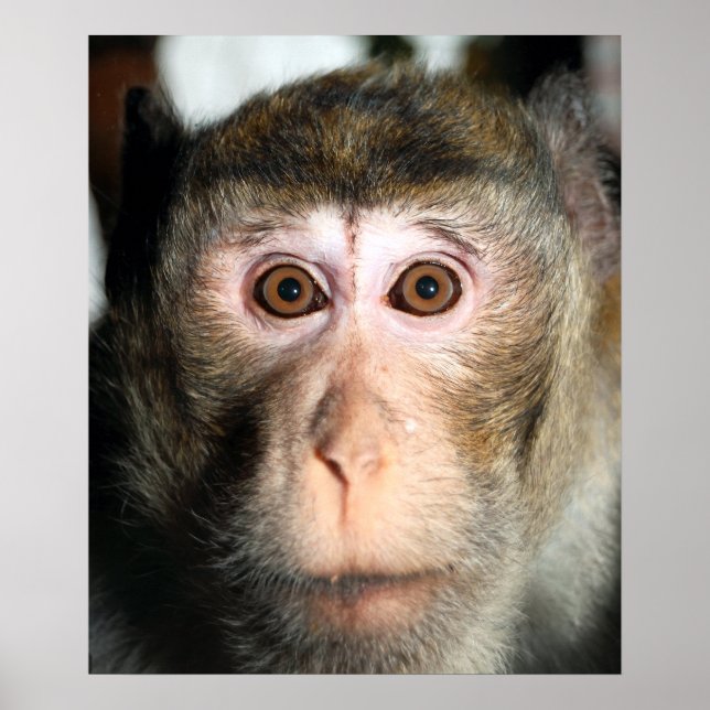 gefährdete Regenwaldreifen Poster (Vorne)