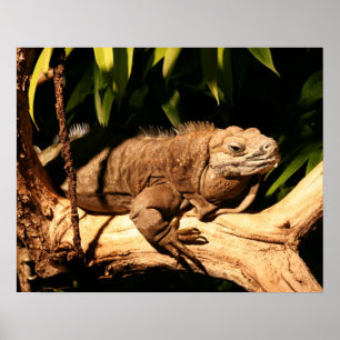 Gefährdeter jamaikanischer Leguan, Cyclura collei Poster