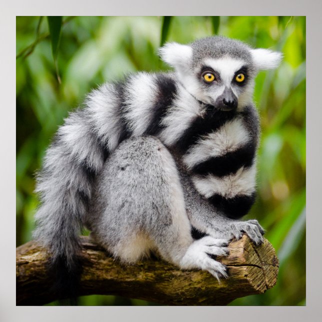 gefährdeter Maulkorb Poster (Vorne)