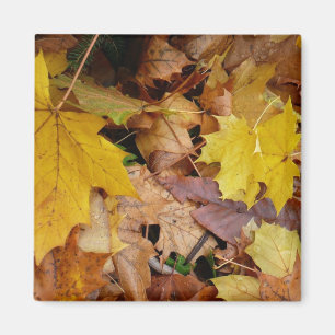 Gefallene Ahornblätter Gelber Herbst Natur Magnet