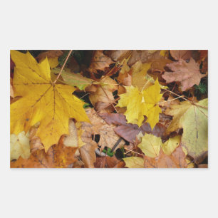 Gefallene Ahornblätter Gelber Herbst Natur Rechteckiger Aufkleber