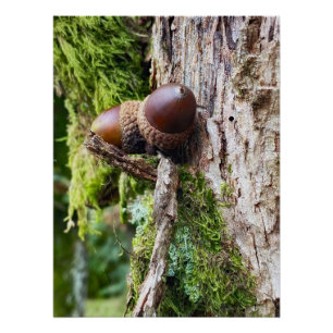 Gefallene Eicheln auf dem Baum Poster