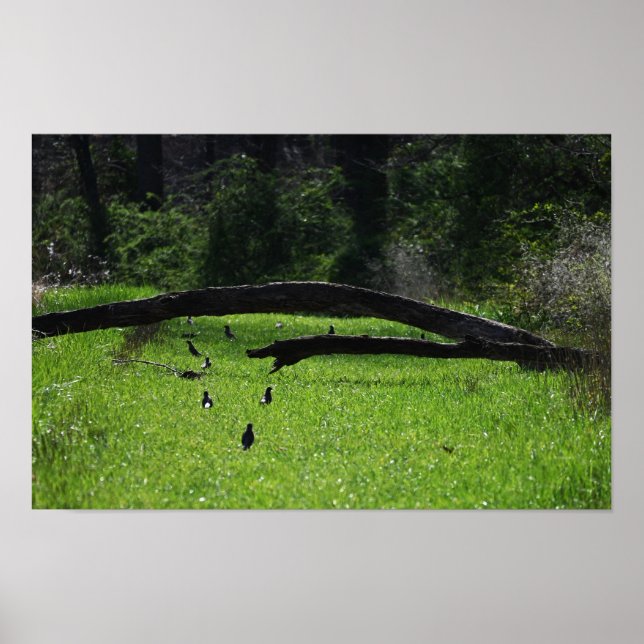 Gefallener Baum Foto Poster (Vorne)