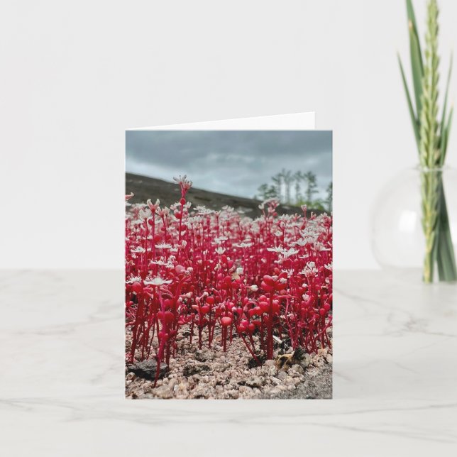 Gefaltete Grußkarte mit Wildblume Foto. Karte (Vorderseite)