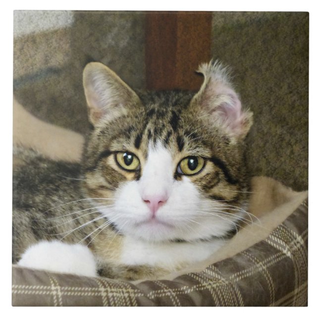 gefangen fliese (Vorderseite)