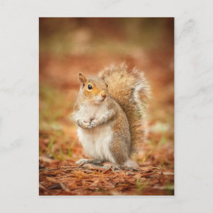 gefangen postkarte