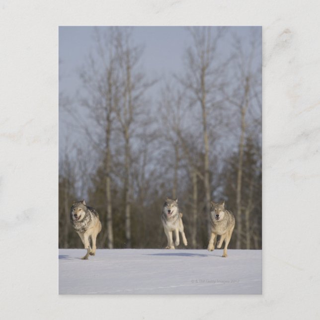 Gefangene, Duluth, Minnesota, USA 2 Postkarte (Vorderseite)