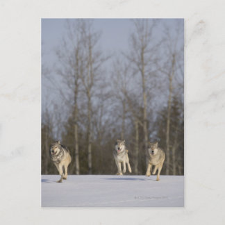 Gefangene, Duluth, Minnesota, USA 2 Postkarte